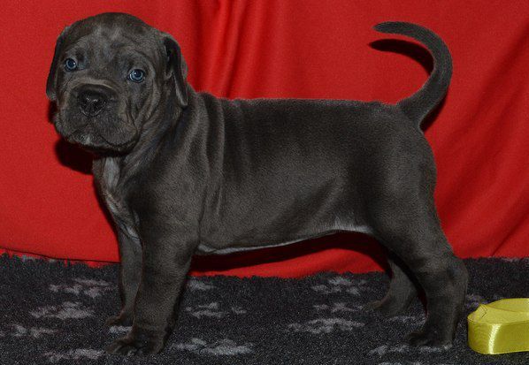 yavru cane corso