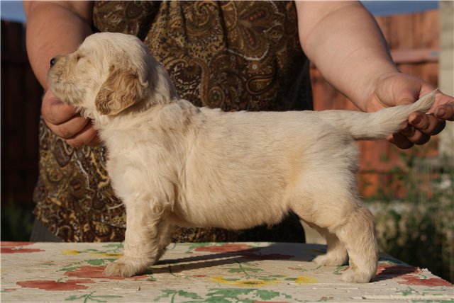 golden retriever