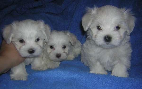 Maltese Terrier