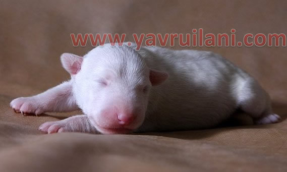 Safkan Bull Terrier