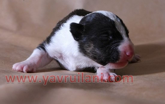 Safkan Bull Terrier