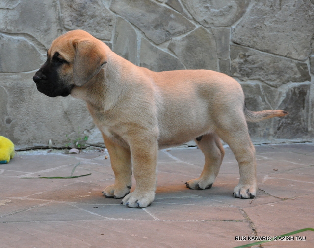 yavru presa canario