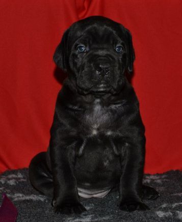 yavru cane corso