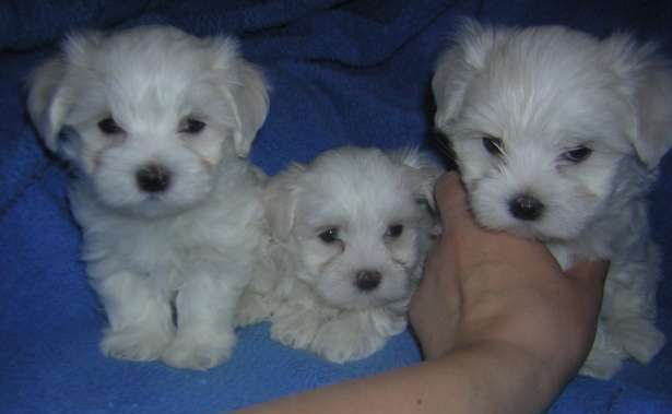 Maltese Terrier