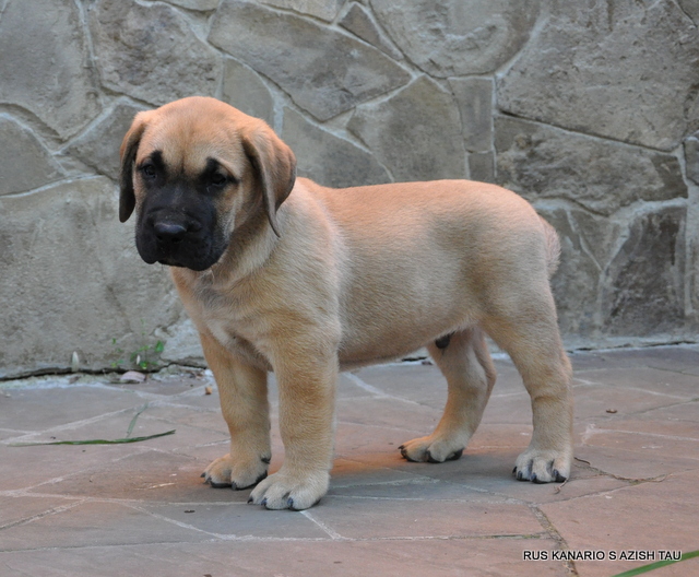 yavru presa canario