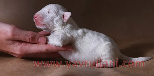 Safkan Bull Terrier