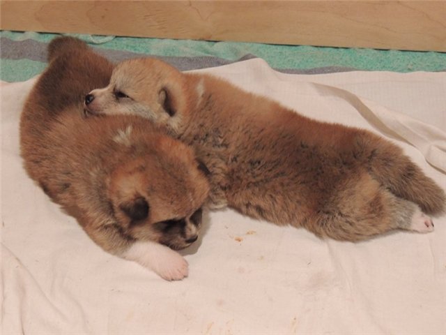 japon akita inu