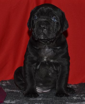 yavru cane corso