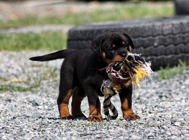 yavru macar rottweiler