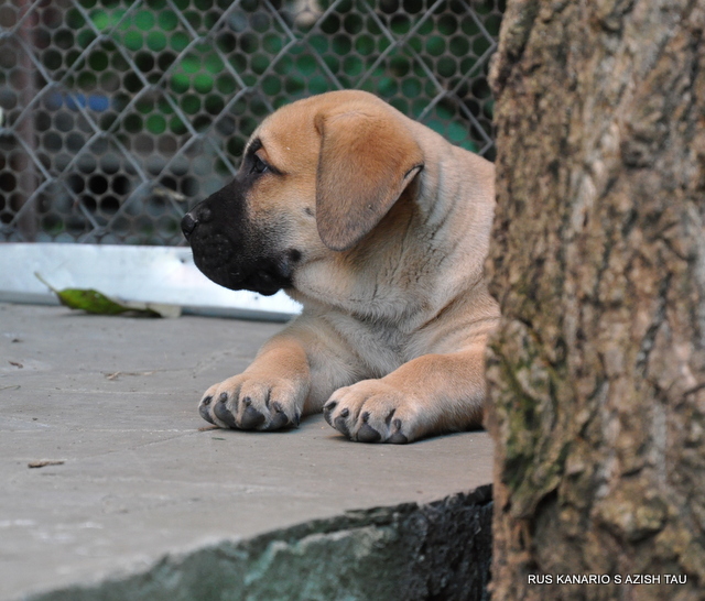 yavru presa canario