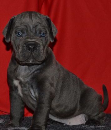 yavru cane corso