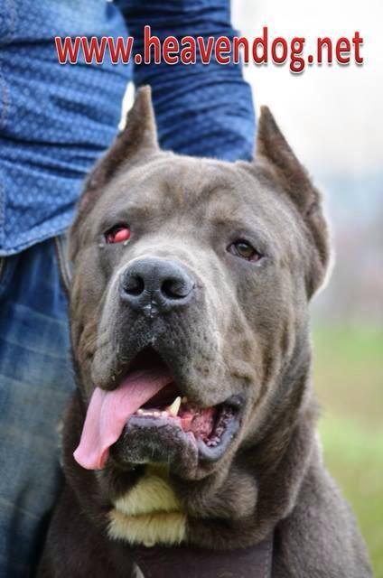 blue cane corso