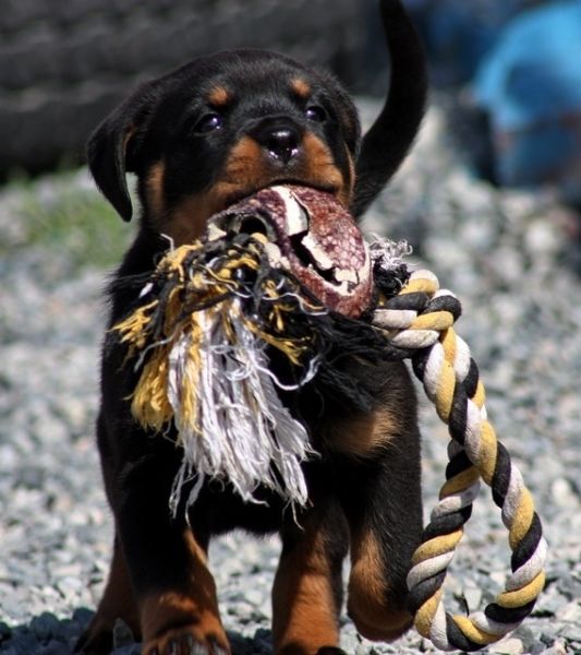 yavru macar rottweiler