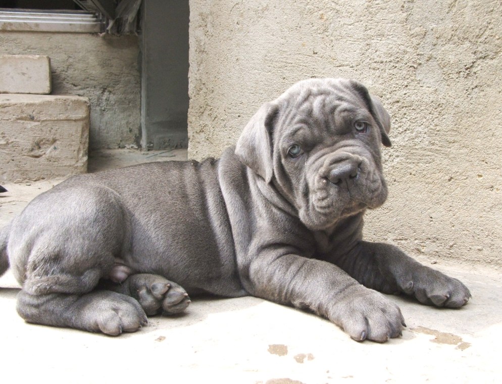 blue cane corso