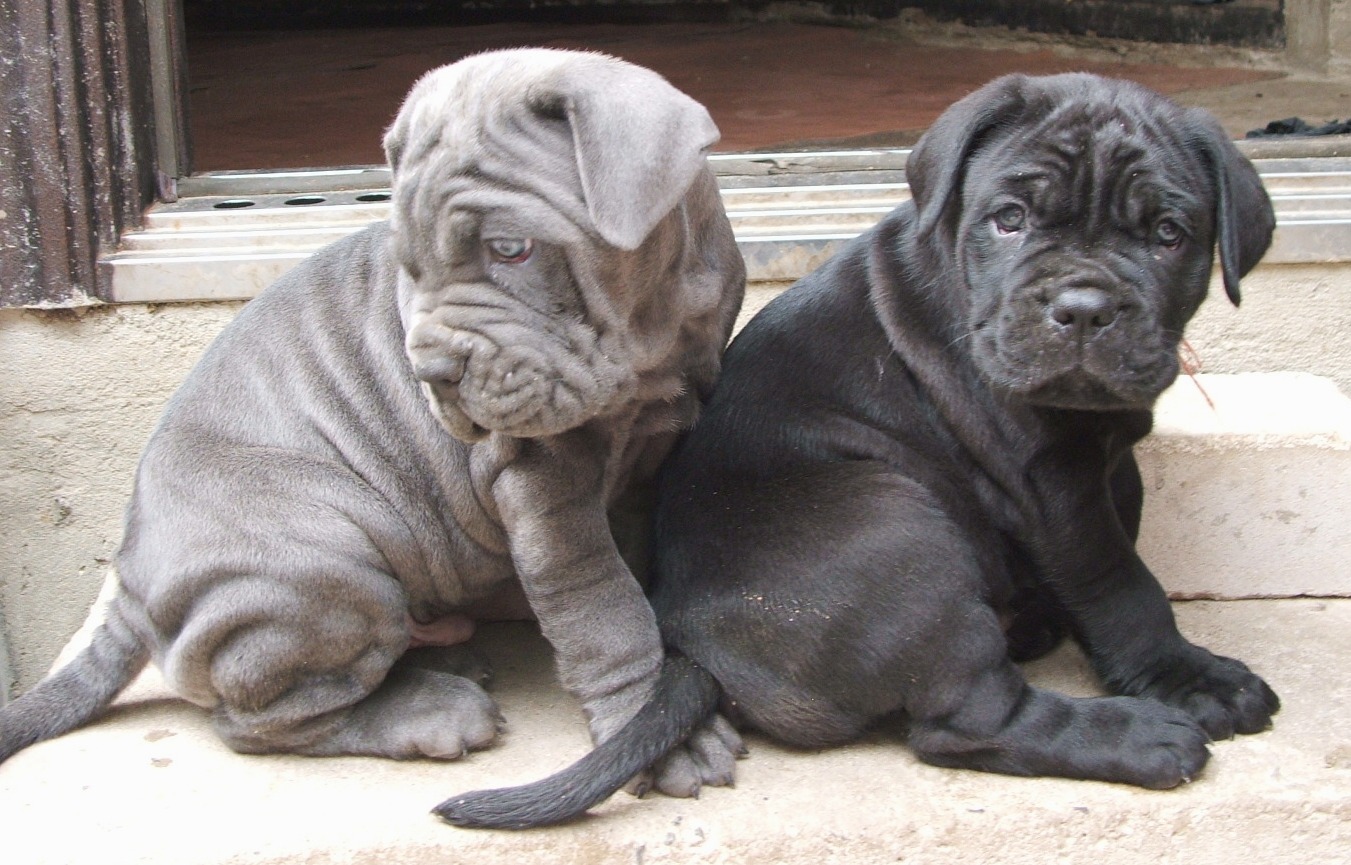 blue cane corso