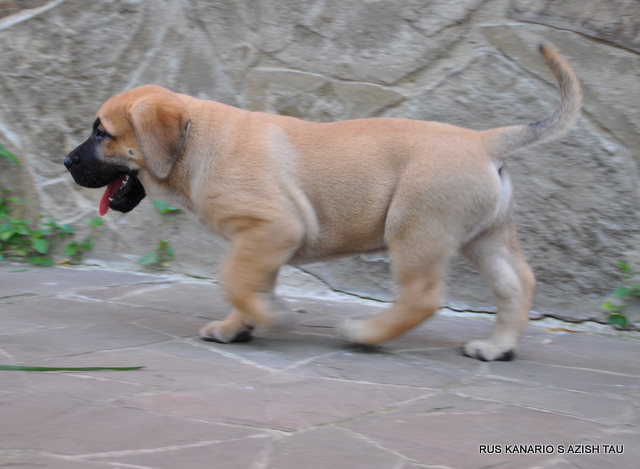 yavru presa canario