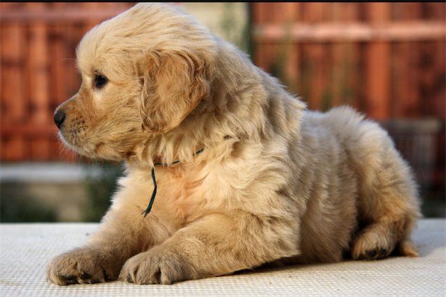 golden retriever