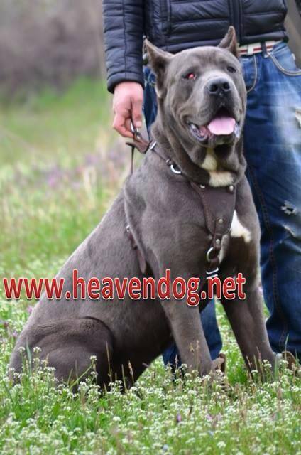 blue cane corso