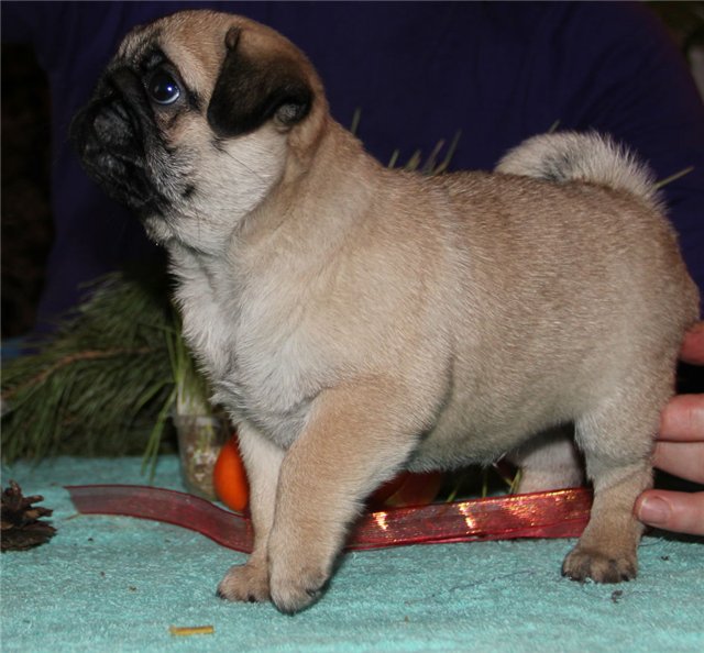 safkan pug mops