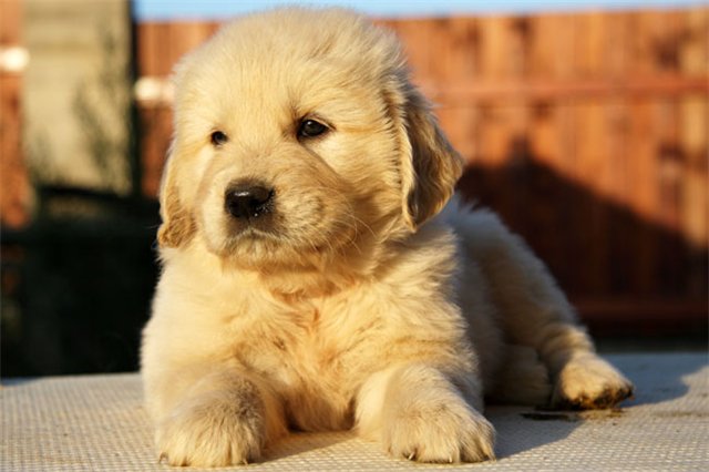 golden retriever