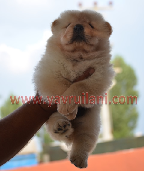 Beyaz Chow chow - çin aslanı
