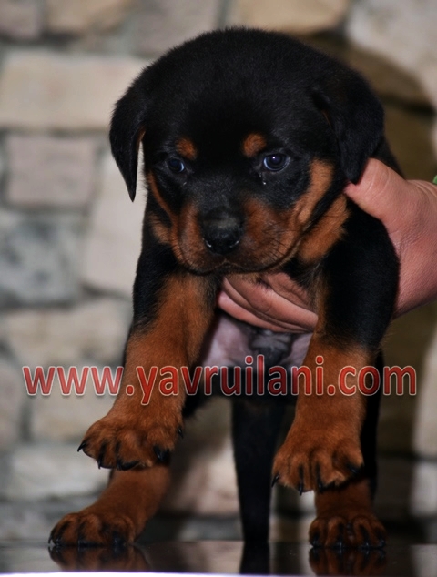 satılık yavru rottweiler