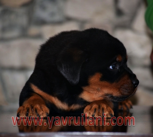 satılık yavru rottweiler