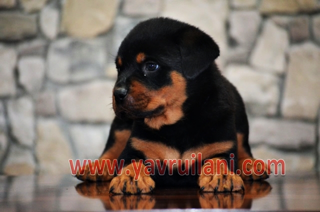 satılık yavru rottweiler