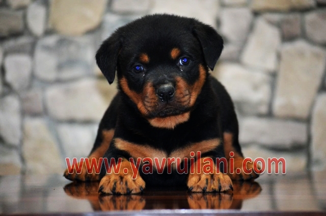 satılık yavru rottweiler