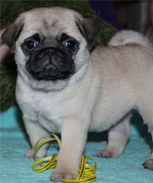 safkan pug mops