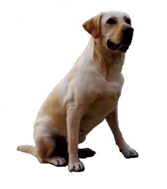 labrador retriever Özellikleri