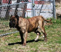 presa-canario-özellikleri