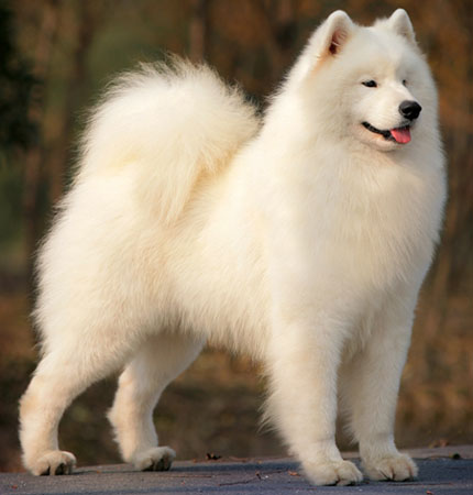 Samoyed Özellikleri