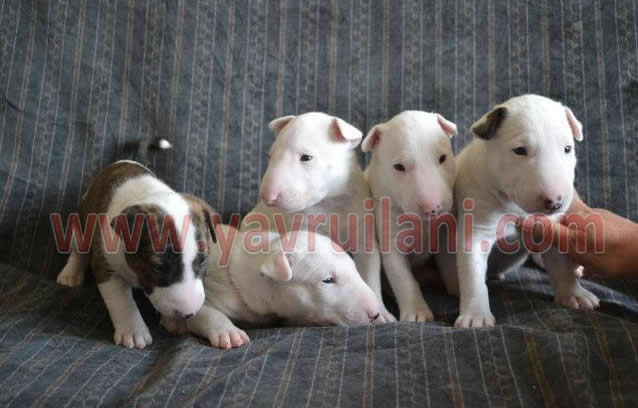 satılık bull terrier