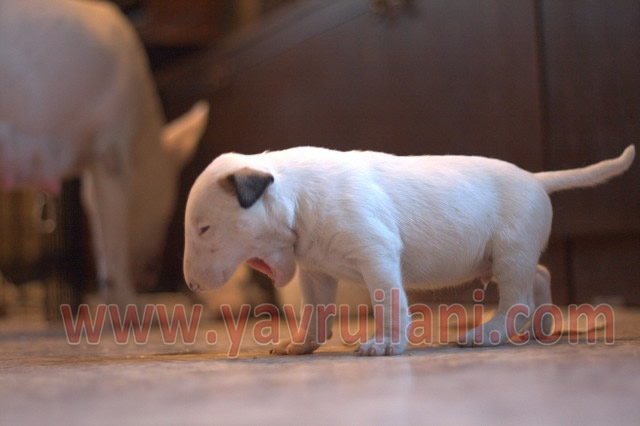 satılık bull terrier