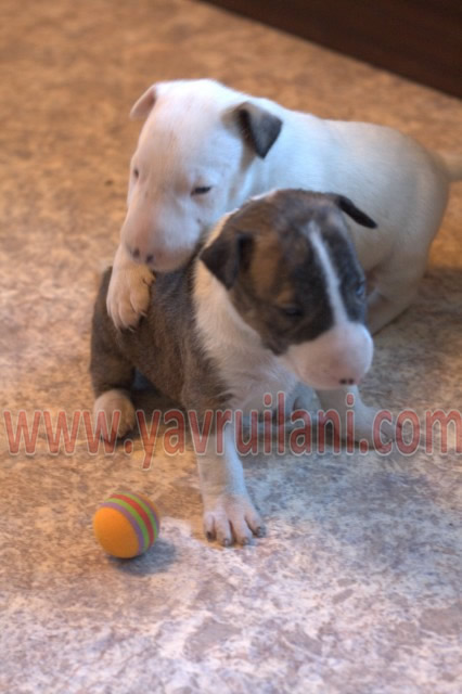 satılık bull terrier