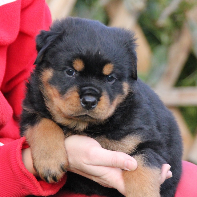 macar rottweiler