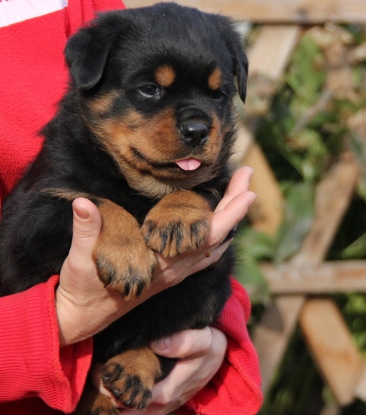 macar rottweiler