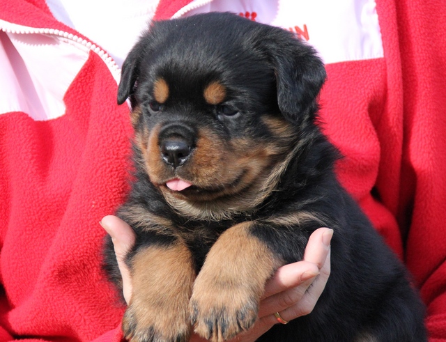 macar rottweiler