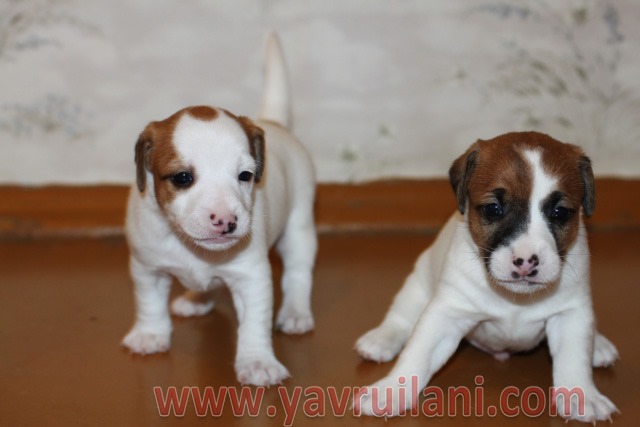 Safkan Jack Russel Yavruları