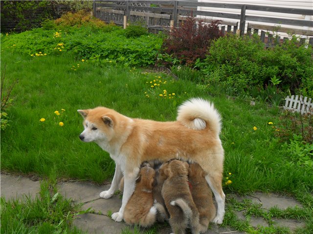 satılık akita inu