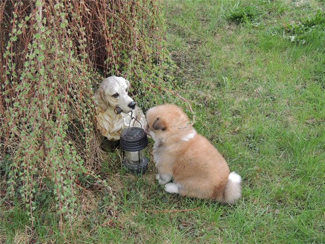 satılık akita inu