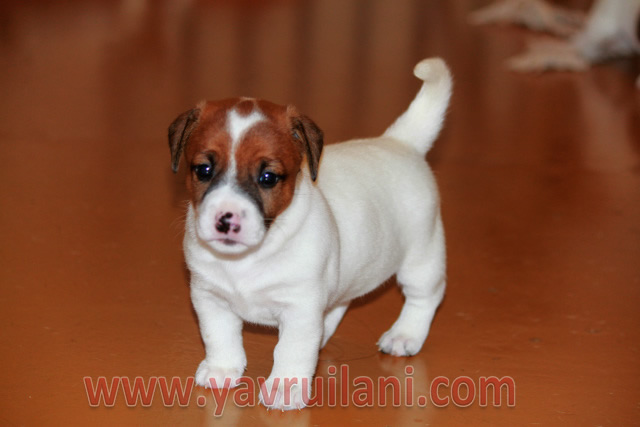 Safkan Jack Russel Yavruları