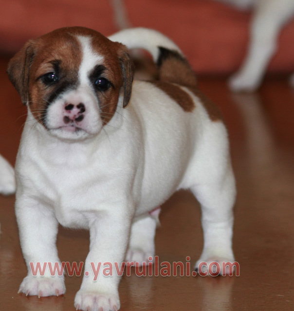 Safkan Jack Russel Yavruları