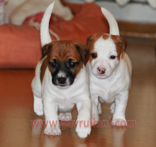 Safkan Jack Russel Yavruları