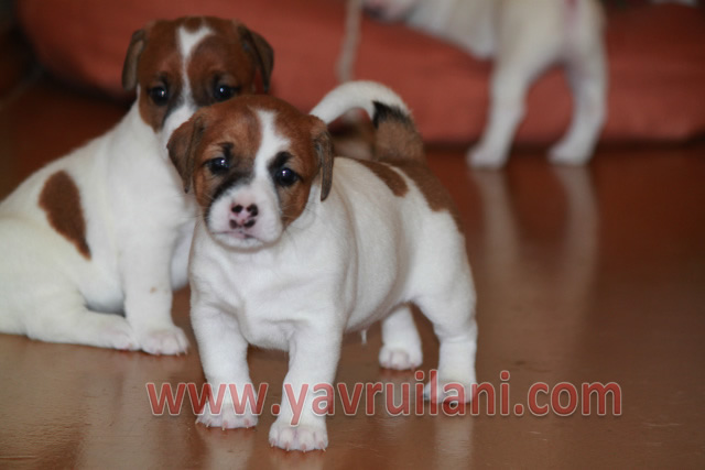 Safkan Jack Russel Yavruları