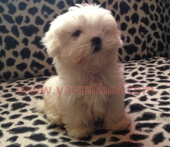 safkan maltese terrier