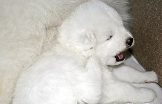 İzmir Satılık Samoyed