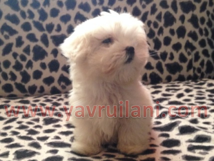 safkan maltese terrier