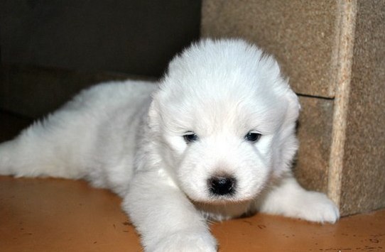 Bursa Satılık Samoyed